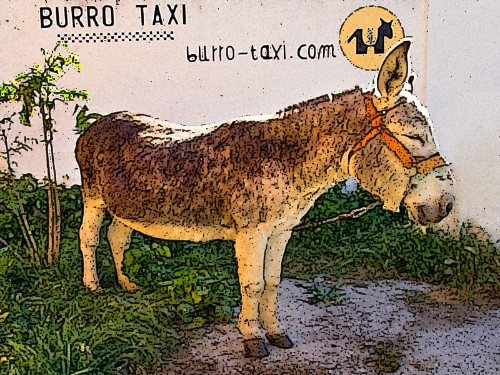 burrotaxi21.jpg