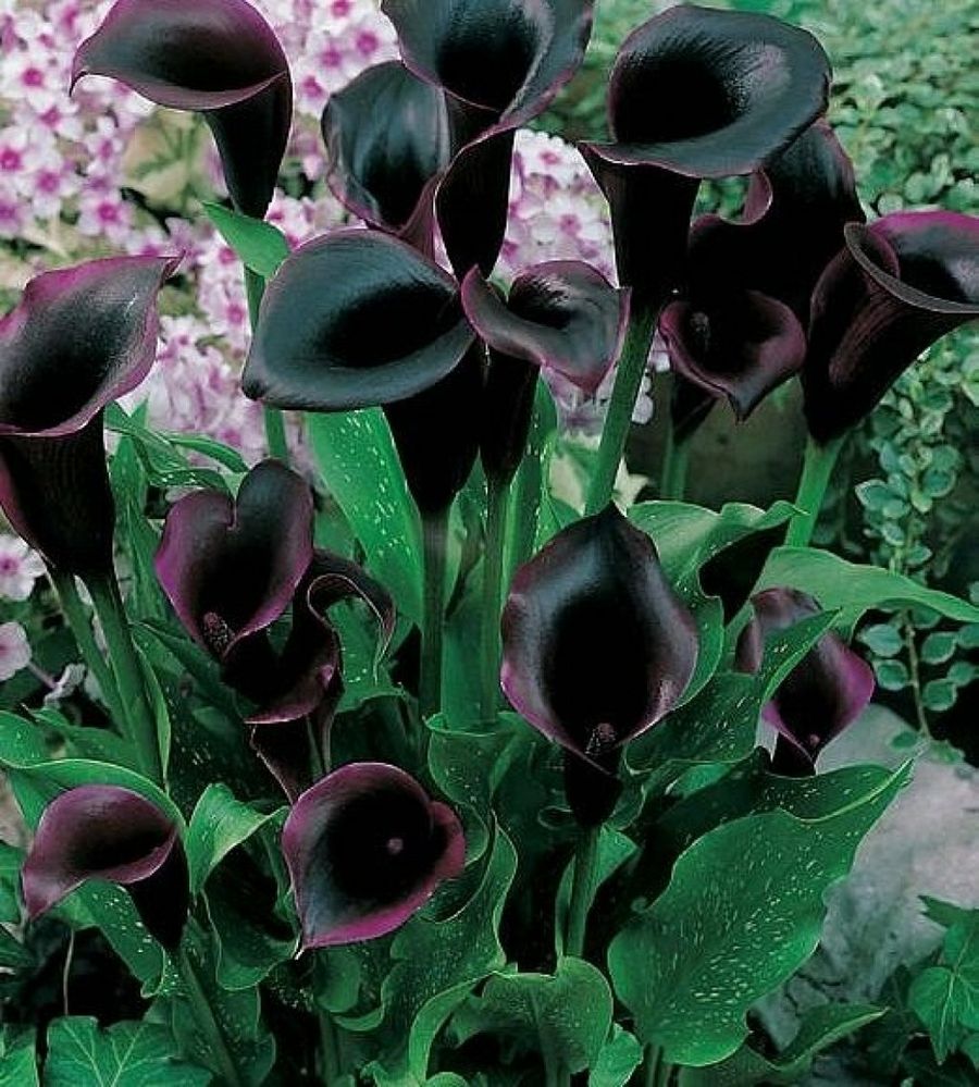 Delirio en el jardín de flores negras | Club de Escritura Fuentetaja