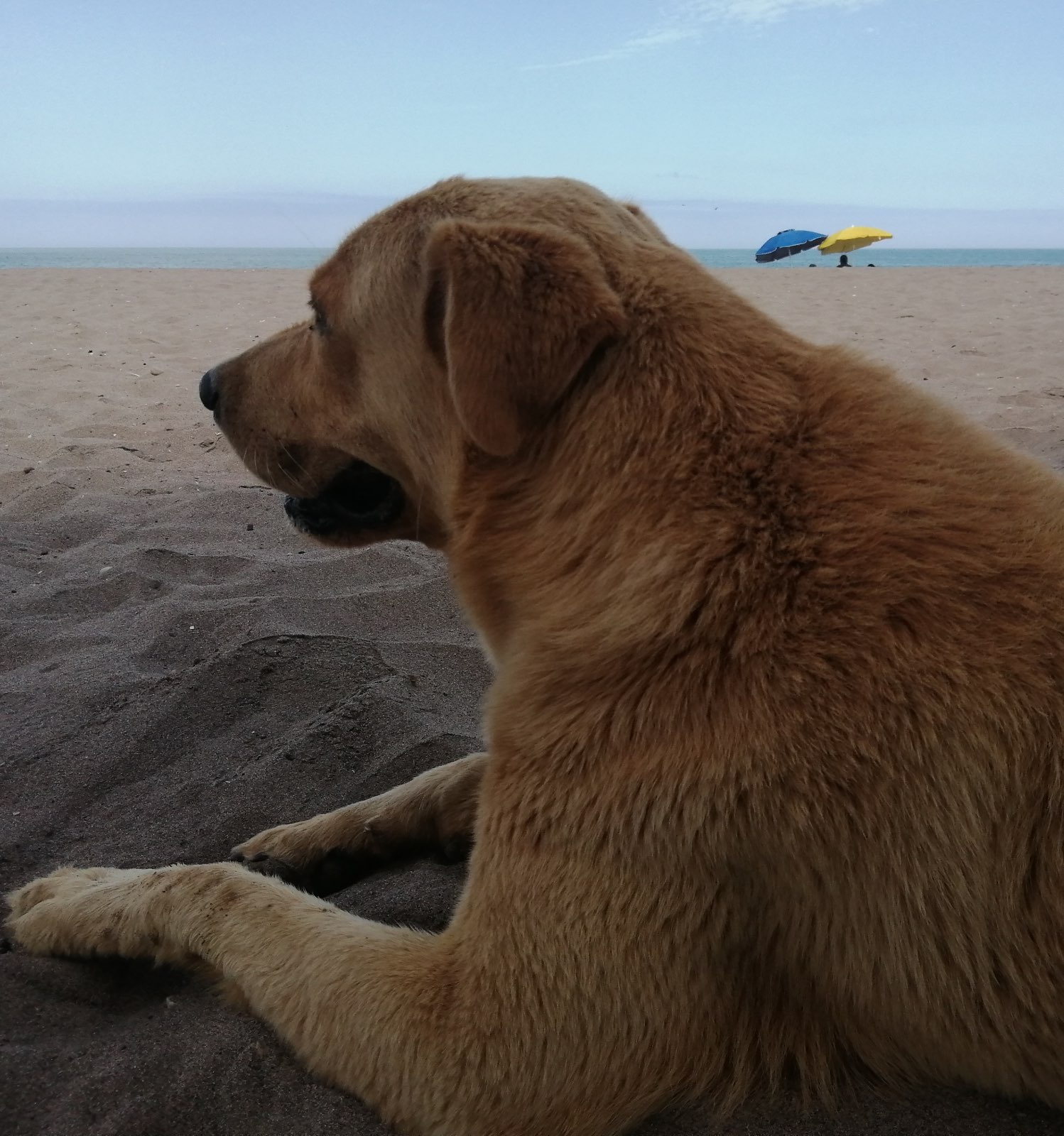 EL PERRO AMARILLO | Club de Escritura Fuentetaja
