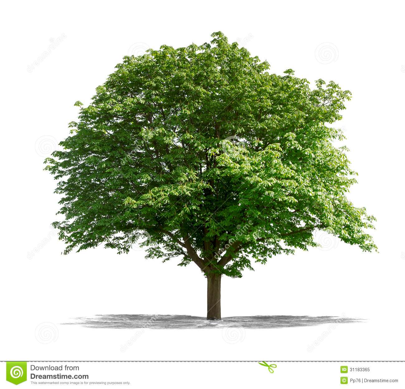 El árbol | Club de Escritura Fuentetaja
