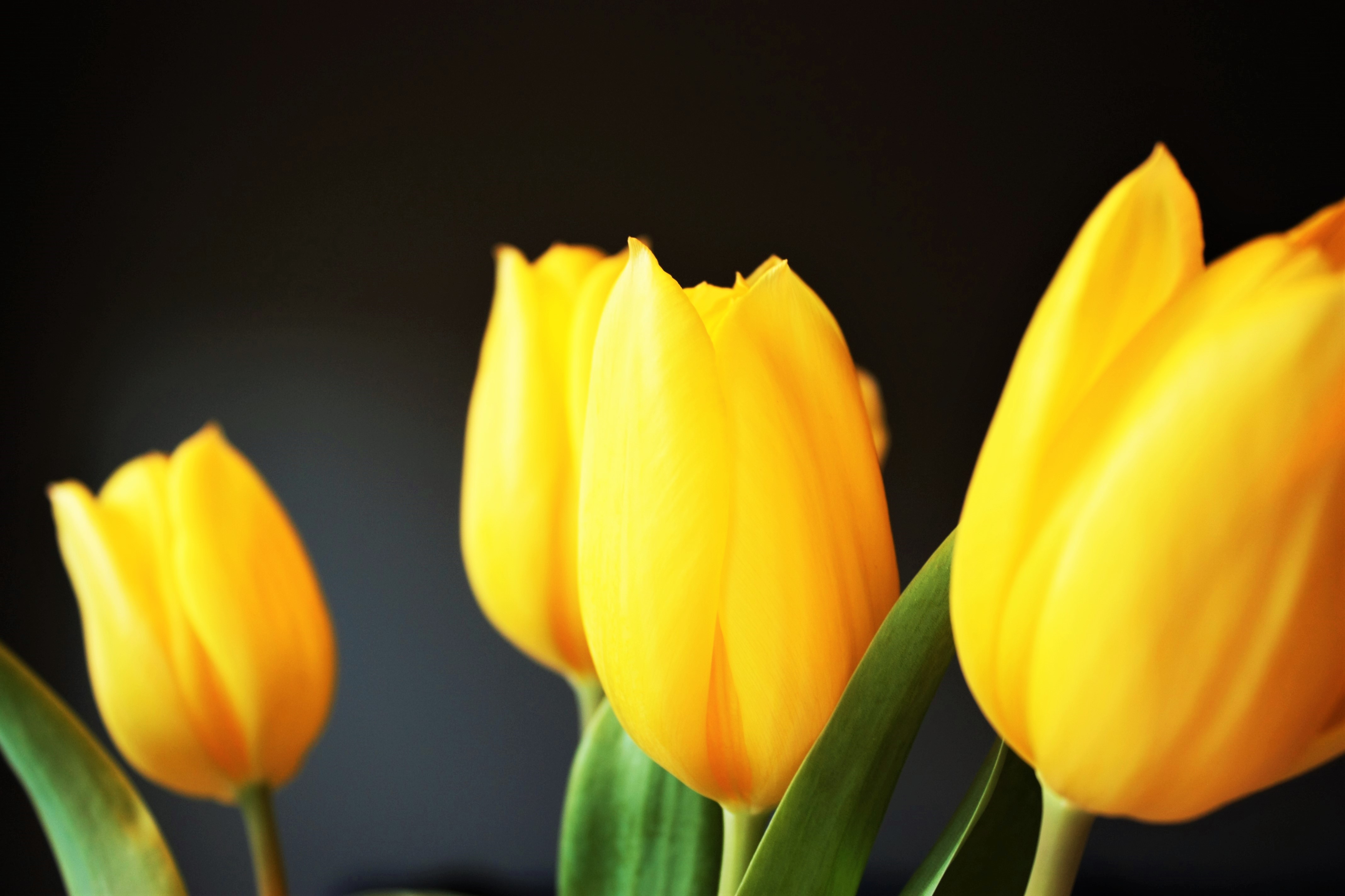 Тюльпаны на рабочий стол телефона. Тюльпан Йеллоу Кинг. Желтые тюльпаны. Жёлтый цветок.