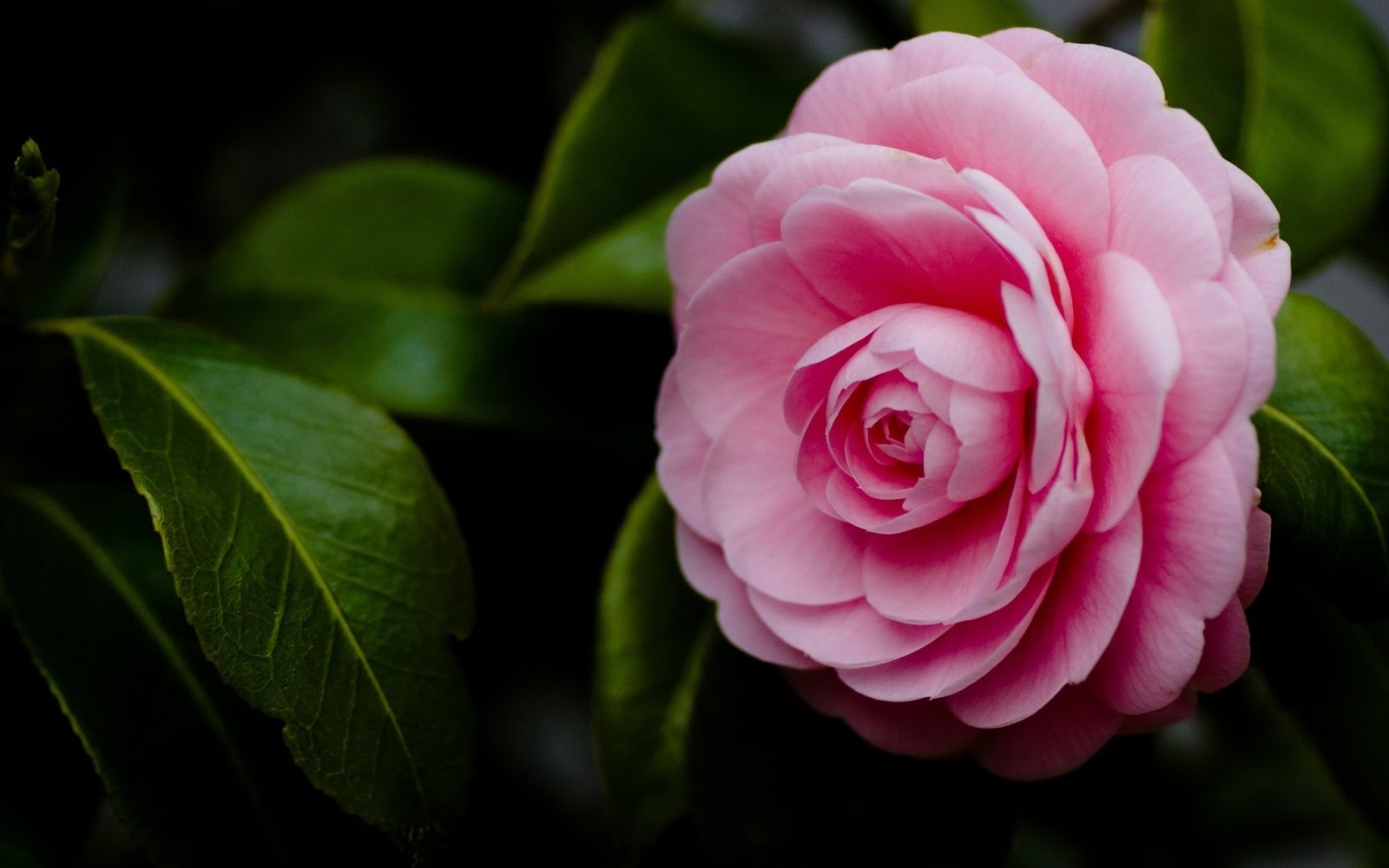 ES NUESTRO AMOR LA MÁS PRECIADA Y BELLA FLOR | Club de Escritura Fuentetaja