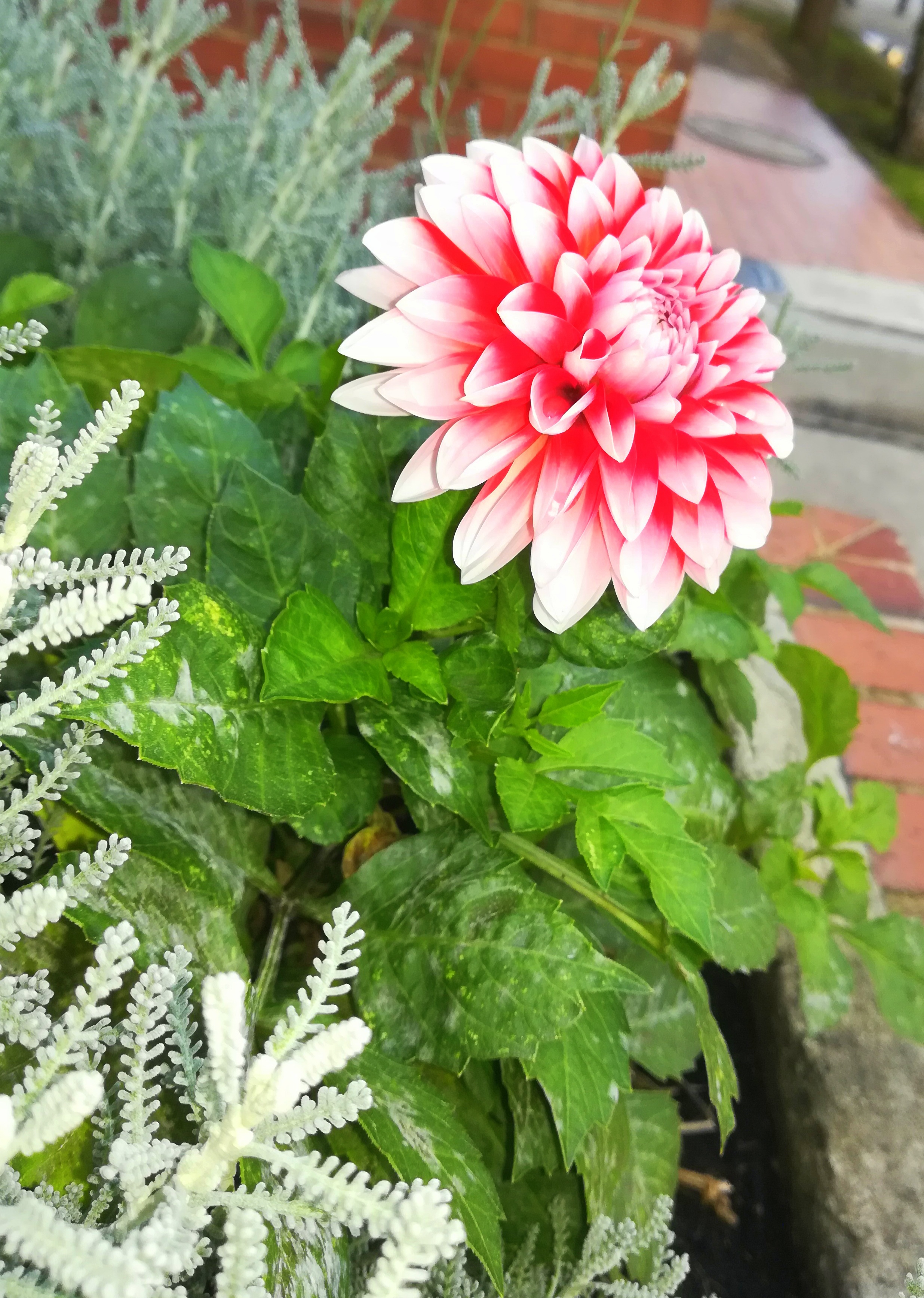 «Te prometo amor mio la manzana» Club de Escritura Fuentetaja