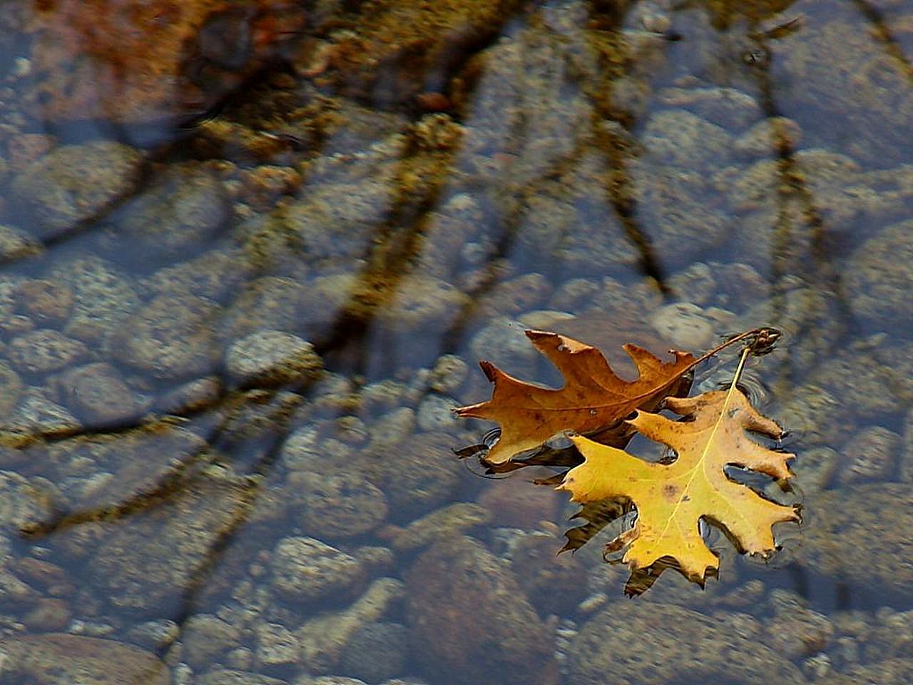 Попав в листья вода с поверхности. Листья в луже. Осенние листья в луже. Осенние листья в ручье. Осенние листья на воде.